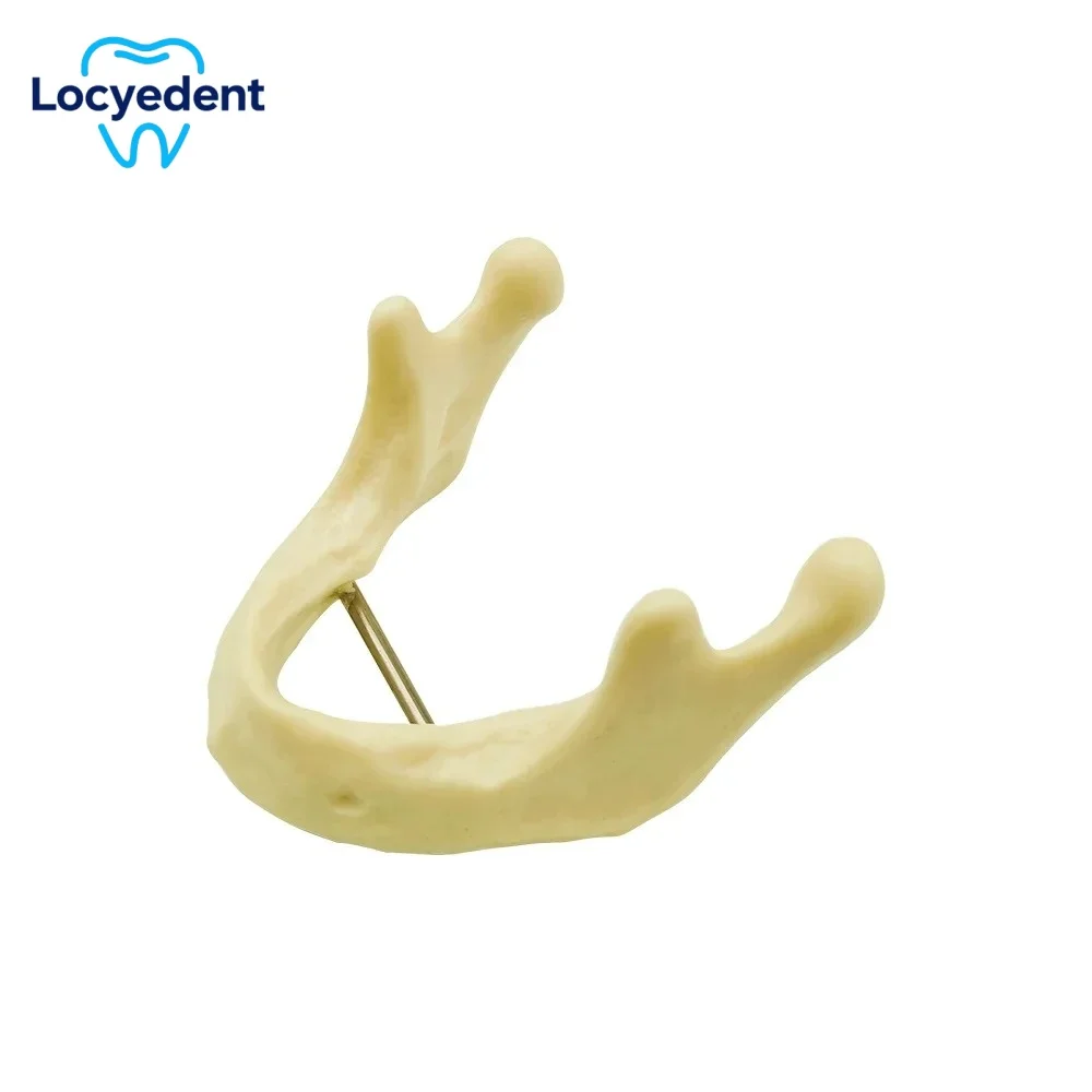Dental Implant Model Lower Jaw Bone Simulation Model Studing Model Mandible Implant Practice Model Lower Jawbone Dental Model