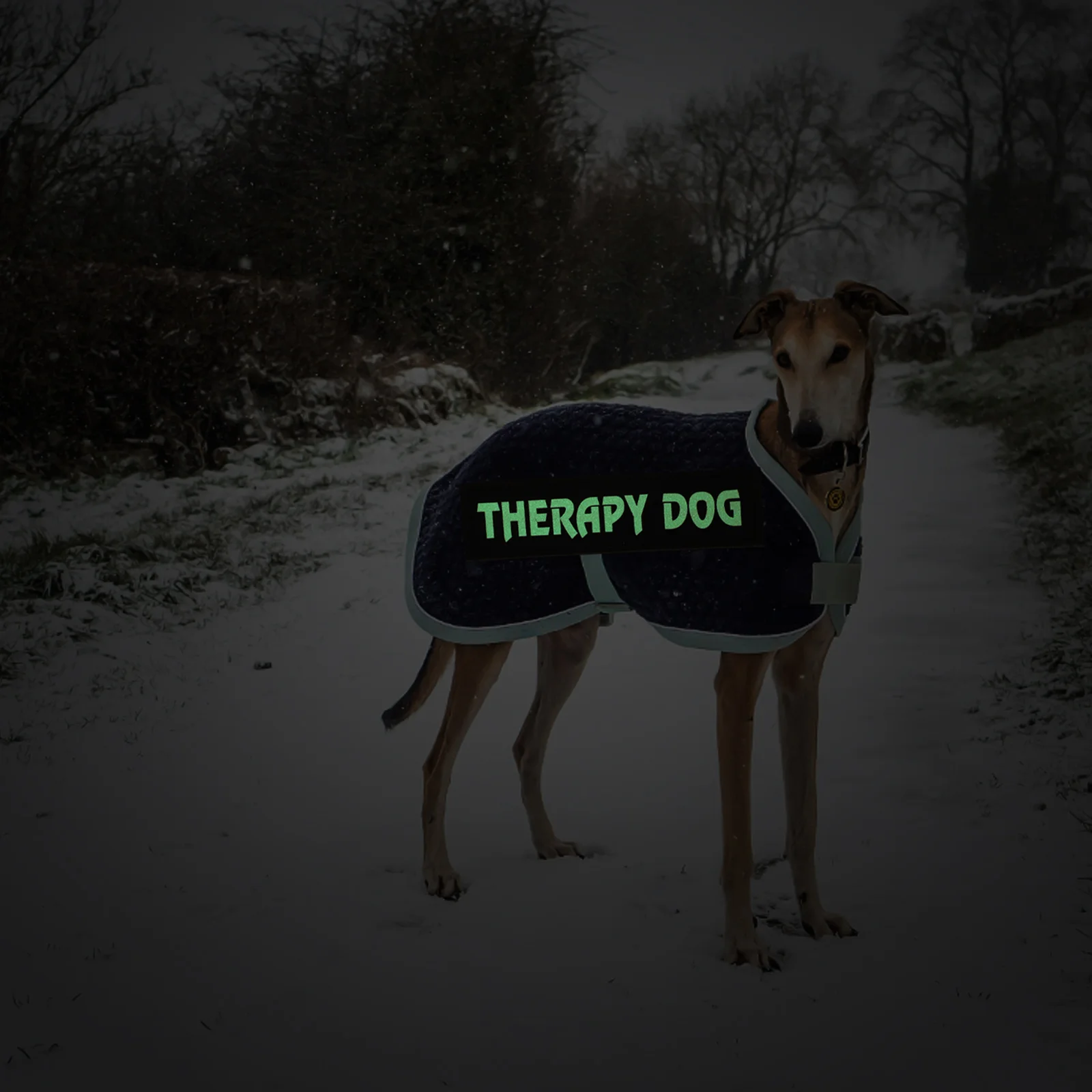 

Luminous Pet Strap Assistance Dog Vest Hanging Neck Patch Patches Harness Accessories Work