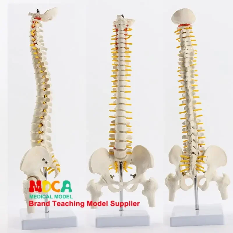 45cm Pillar Spinal Belt Femoral Massage Beauty Human Spinal Model Medical Teaching MJZ102