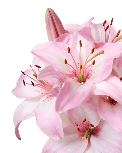 

Indian Style Jigger Measuring Cup Tools Bar Measure Cocktail Jigger Slim Waist Cocktail Jigger Bar Tools