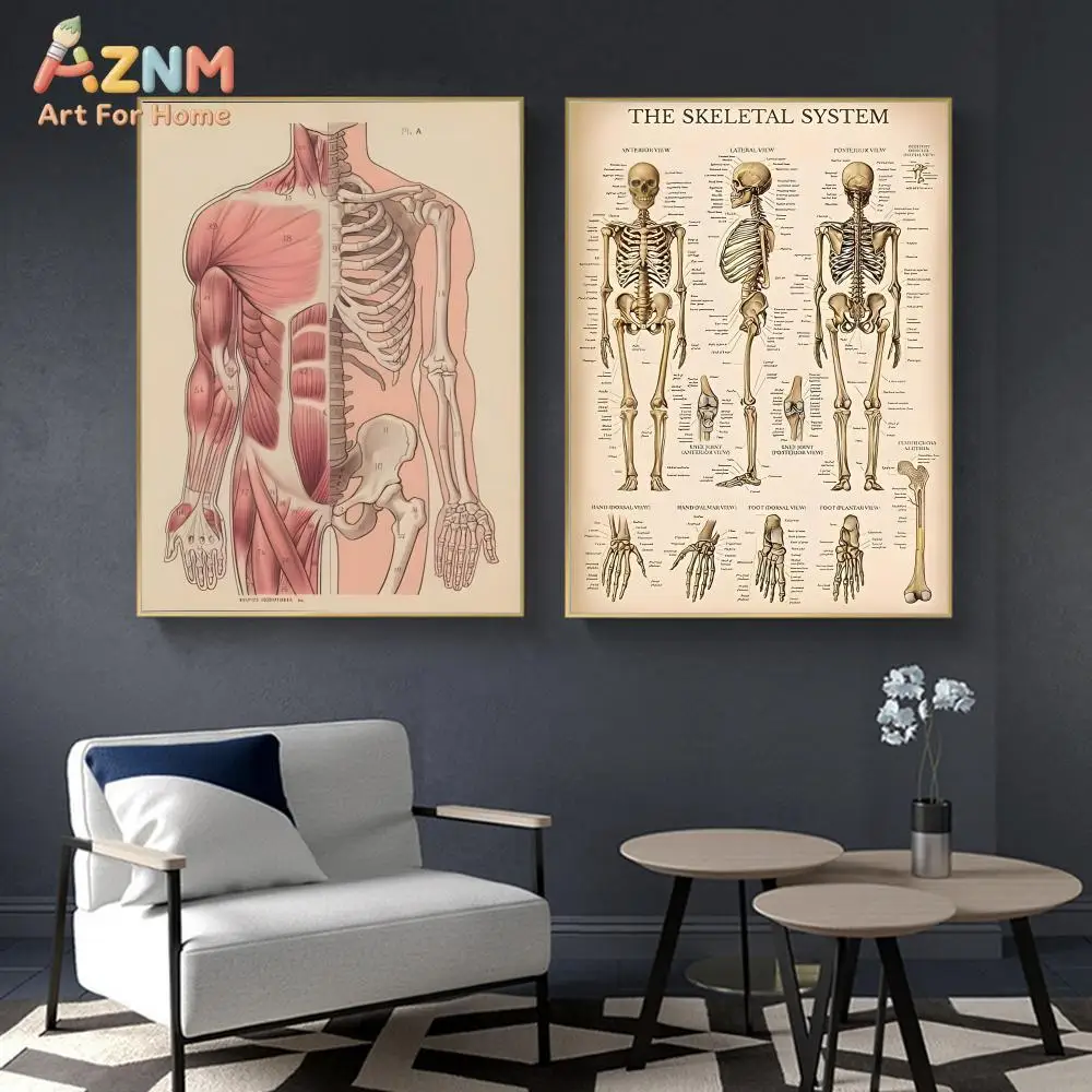 AZNM Vintage Human Anatomy Canvas Wall Art, Skeletal Muscular System Medical Print, No Frame