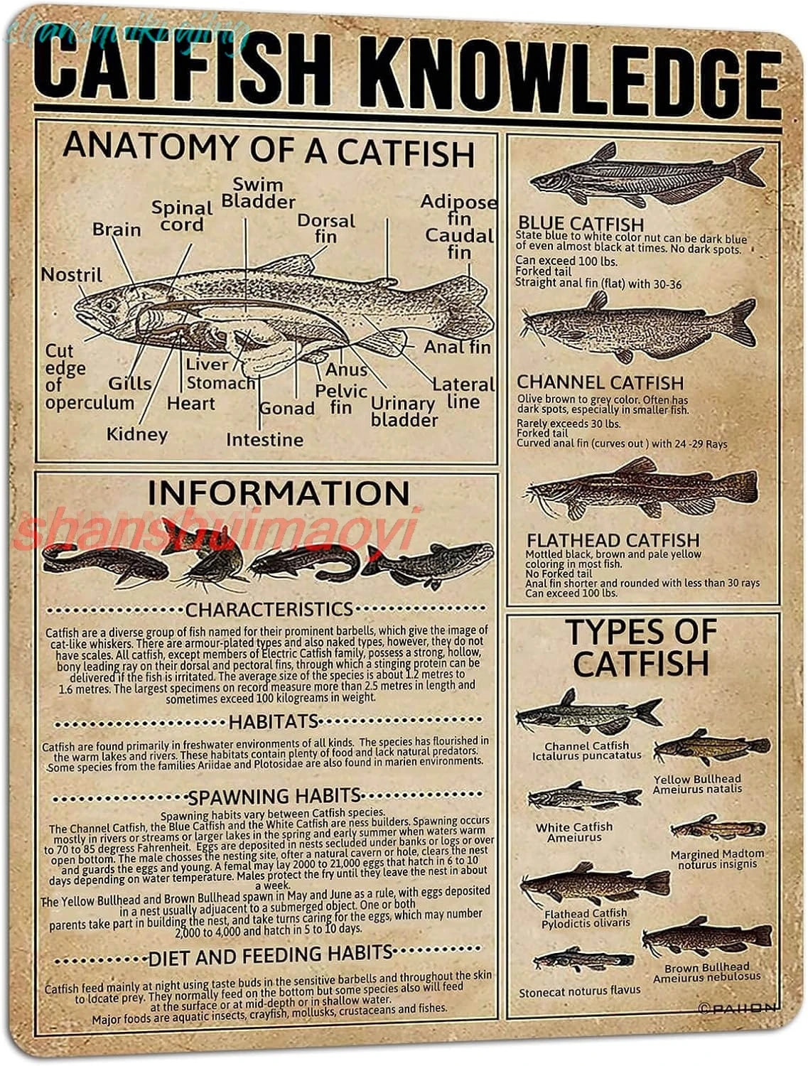 PAIION Tin Sign Catfish Knowledge Vintage Metal Sign Wall Decoration Metal Poster for Bar Cafe Club School Infographics 16x sign