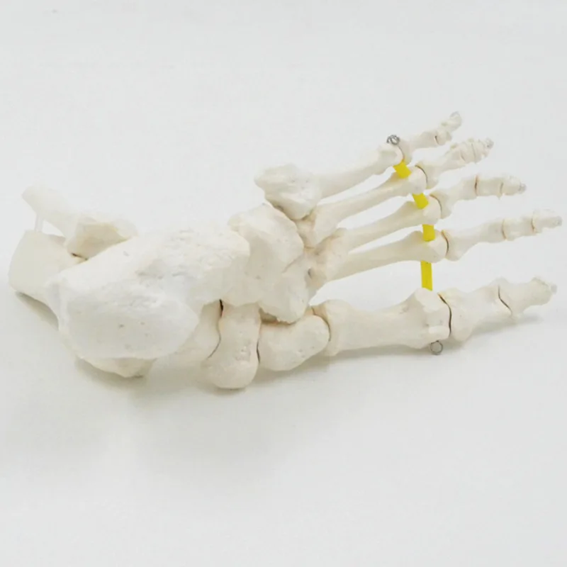 DARHMMY Flexible Foot Bone Model Human Skeleton Anatomy Medical Teaching Tool Educational Equipment joint model Life Size