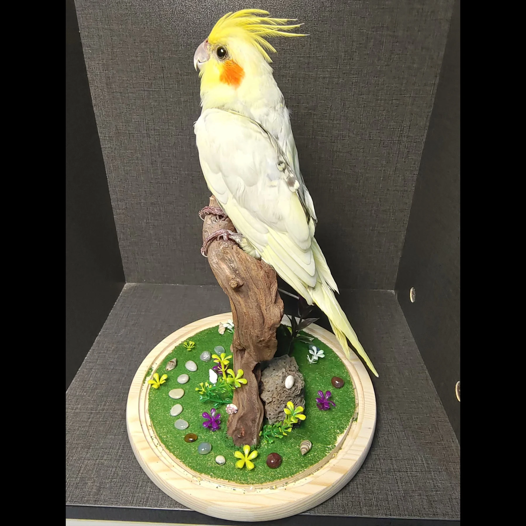 2085 Boutique Handmade Artificial Cockatiel Parrot Model in Glass Dome Faux Wood Stand Resin Taxidermy Style Home Decor Gift