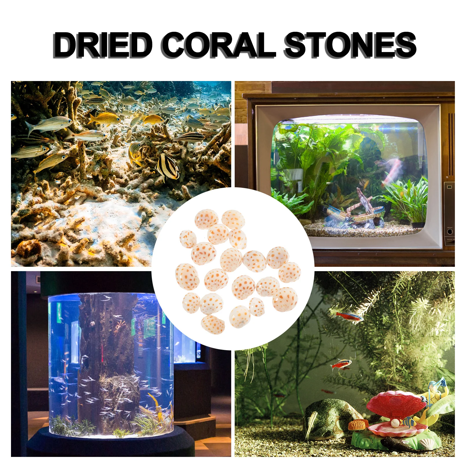 

20Pcs Hermit Crab Shells Conch Shell Decorations DIY Aquarium Fish Tank Natural Conch Decor Desktop Landscape Ornament