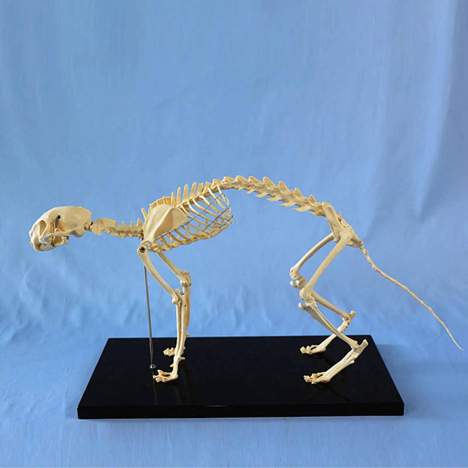 Cat Skeleton Anatomy Model, Teaching Pet Hospital Recommends The Use of Pet Medicine and Veterinary Training Teaching Aids