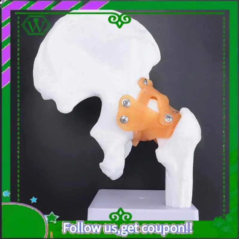

Reliable-Life Size Anatomical Hip Joint Model Human Skeleton Anatomy Exercise Bone Orthopedic Pain Teaching Resources