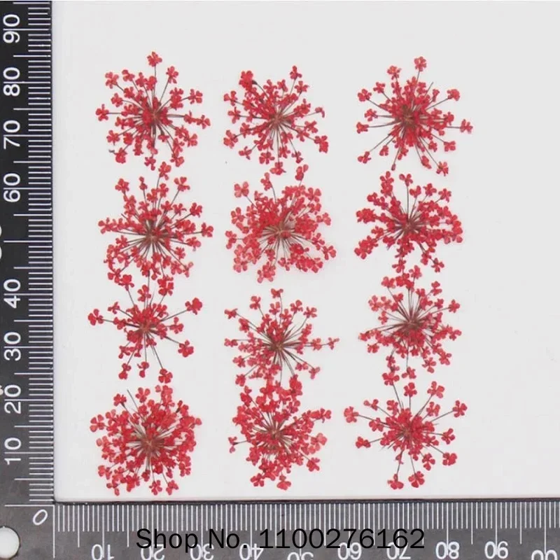 60pcs Pressed Dried Ammi Majus Flowers Plant Herbarium For Jewelry Postcard Invitation Card Phone Case Bookmark Craft DIY