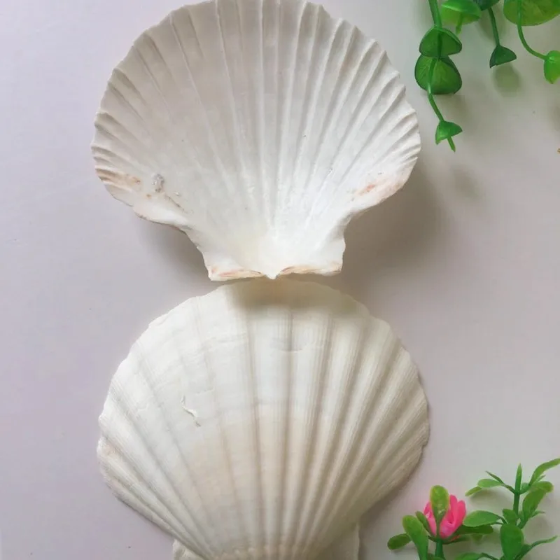 5 PCS Large Natural White Scallop Shell for Barbecue Painting Graffiti Wall Stickers Aquariums 11-14cm
