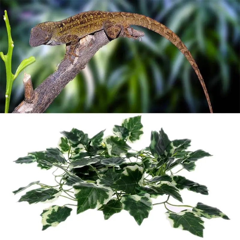 Pet Corner Leaves Plants for Amphibian Bearded Dragon