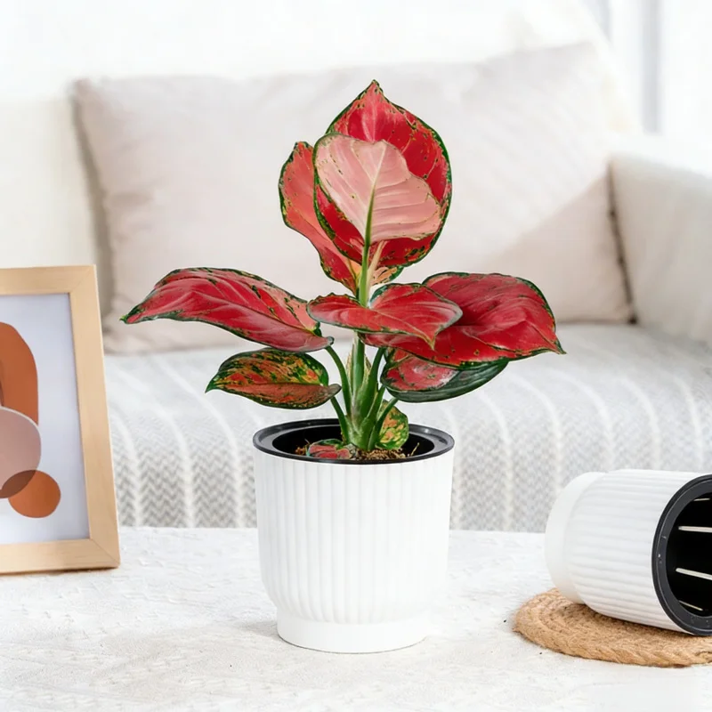 Creative Succulent Planter Automatic Water Absorption Lazy Person Special Resin Plastic Hydroponic Green Plant Pot Planter
