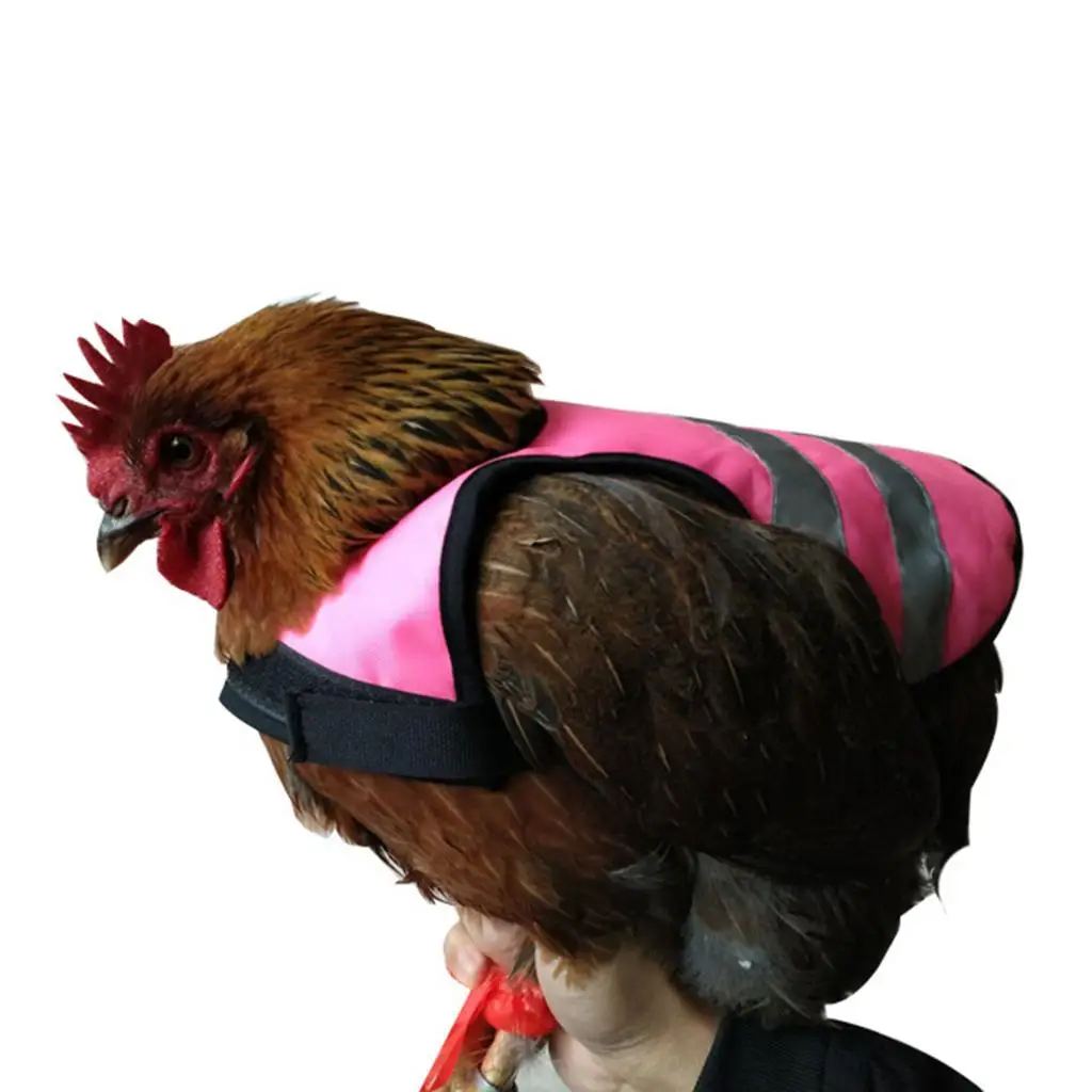 Veste respirante en polyester pour poulets et canards, avec bande réfléchissante pour la protection des volailles et accessoires pour poules pondeuses