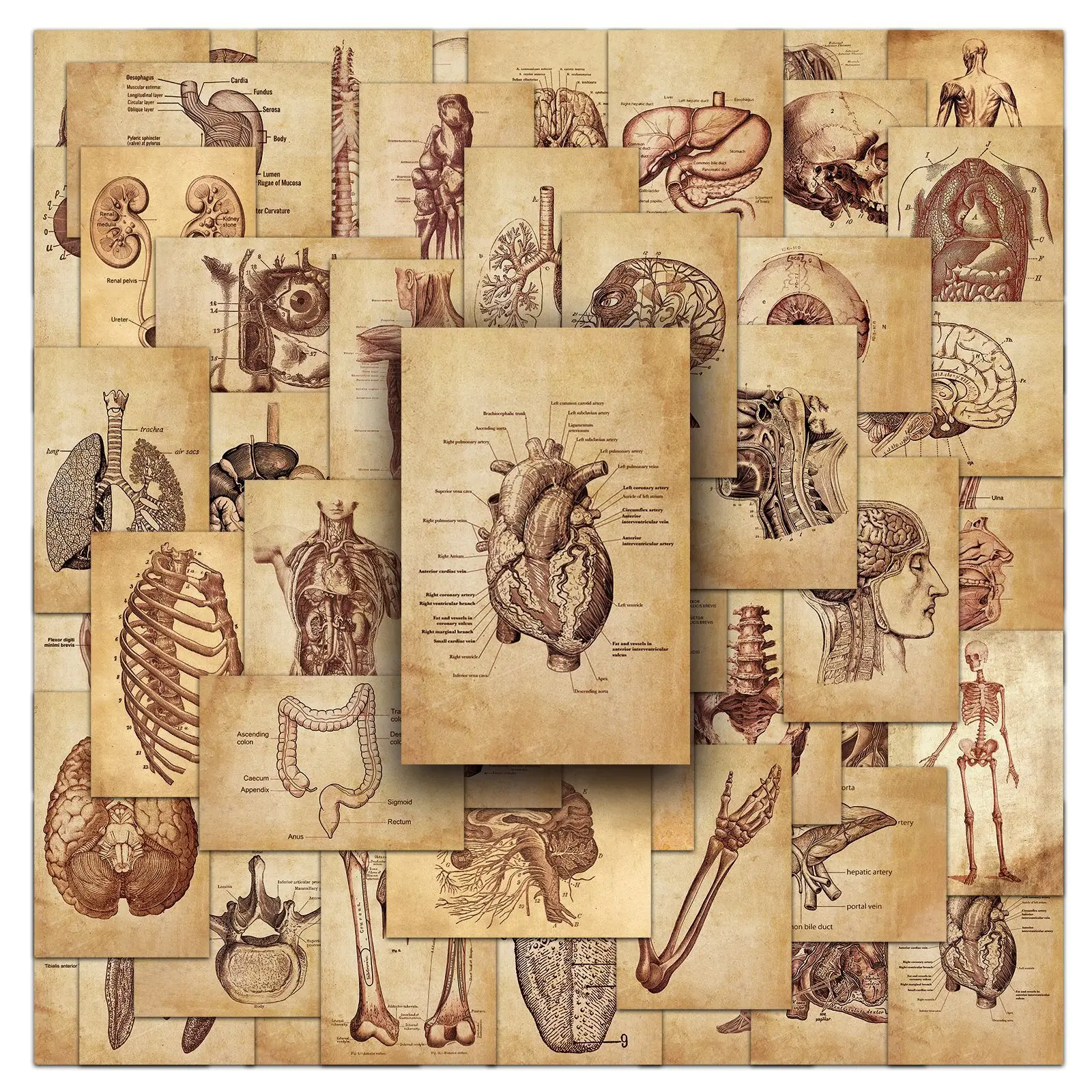 

50PCS Cartoon Creative Human Anatomy Physiology Heart Skull Internal Organs Sticker Skeleton Graffiti Stickers Luggage Laptop
