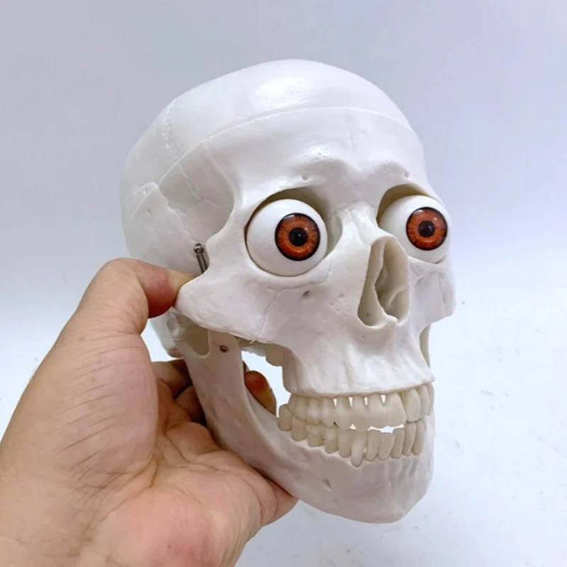نموذج جمجمة مع عيون رأس جمجمة عظام تعليم الفيلم والتلفزيون لعبة مضحكة رسم #4