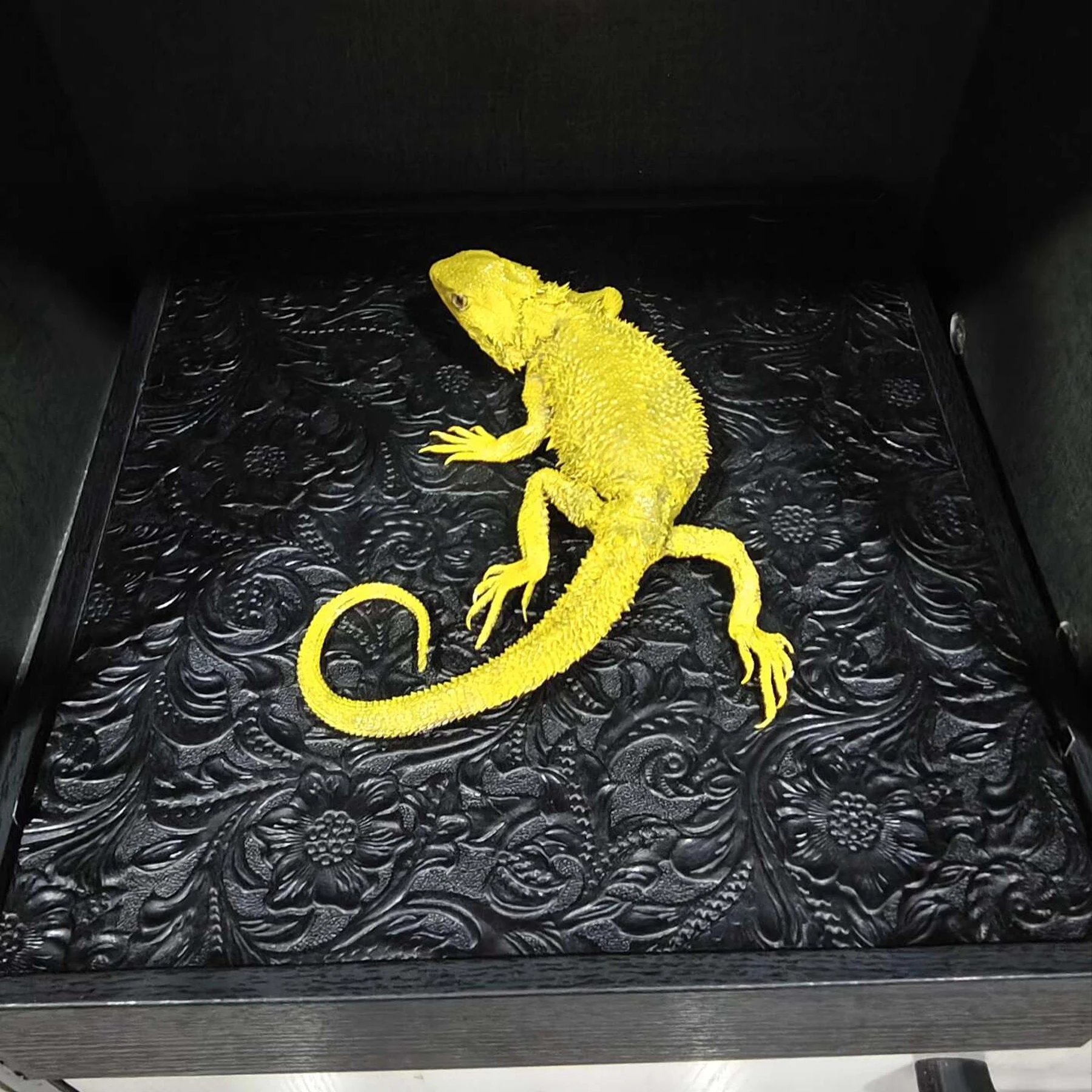 2056 Boutique Artificial Bearded Dragon Lizard Model on Faux Wood Stand Resin Taxidermy Style Home Decor Ornament Handmade Gift