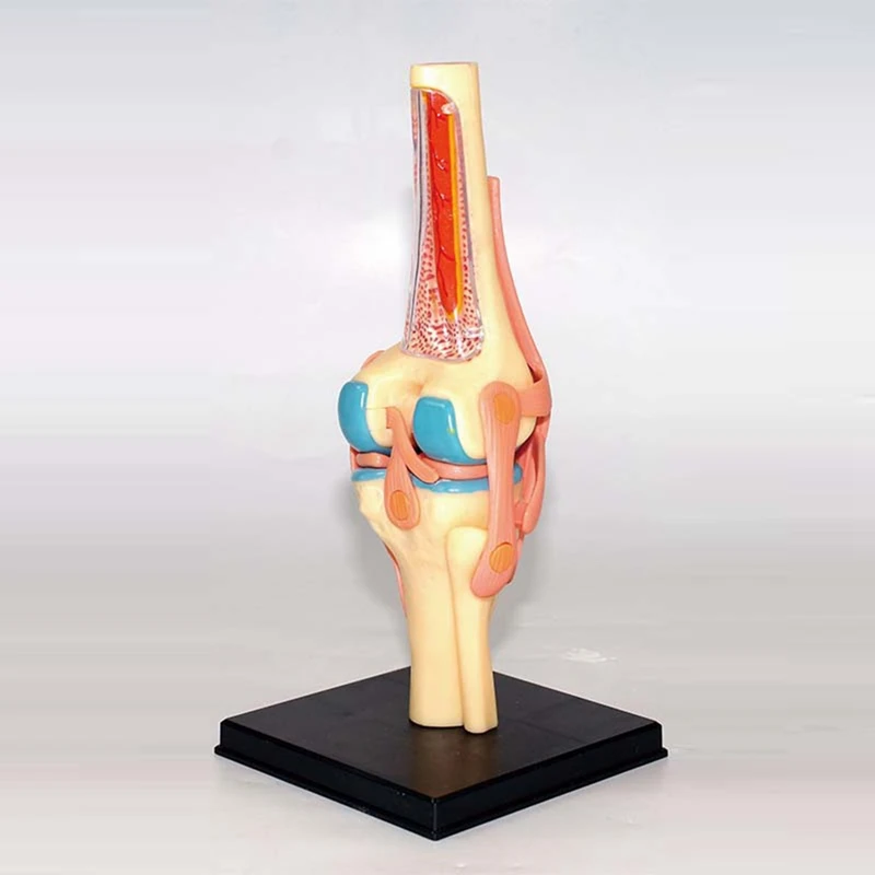 Torso Human Body Model Education Knee Joint Organs Model For Student Teaching Study Assembling Model