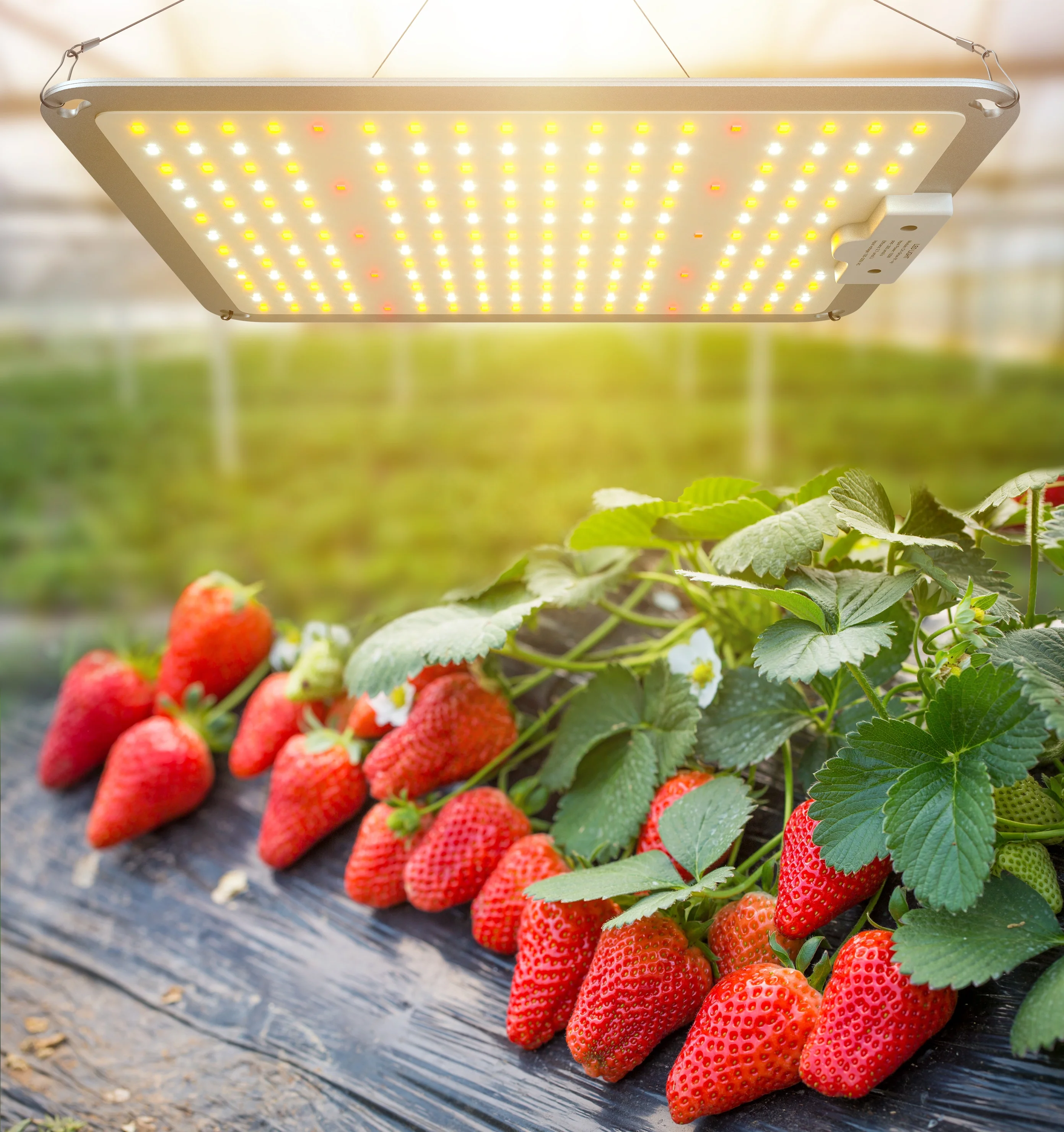 ETL Listed Led Plant Lamp UV IR Dimmable 100w 220w 450w 600w LED Panel Grow Lamp Full Spectrum for Veg Bloom Growing Tents