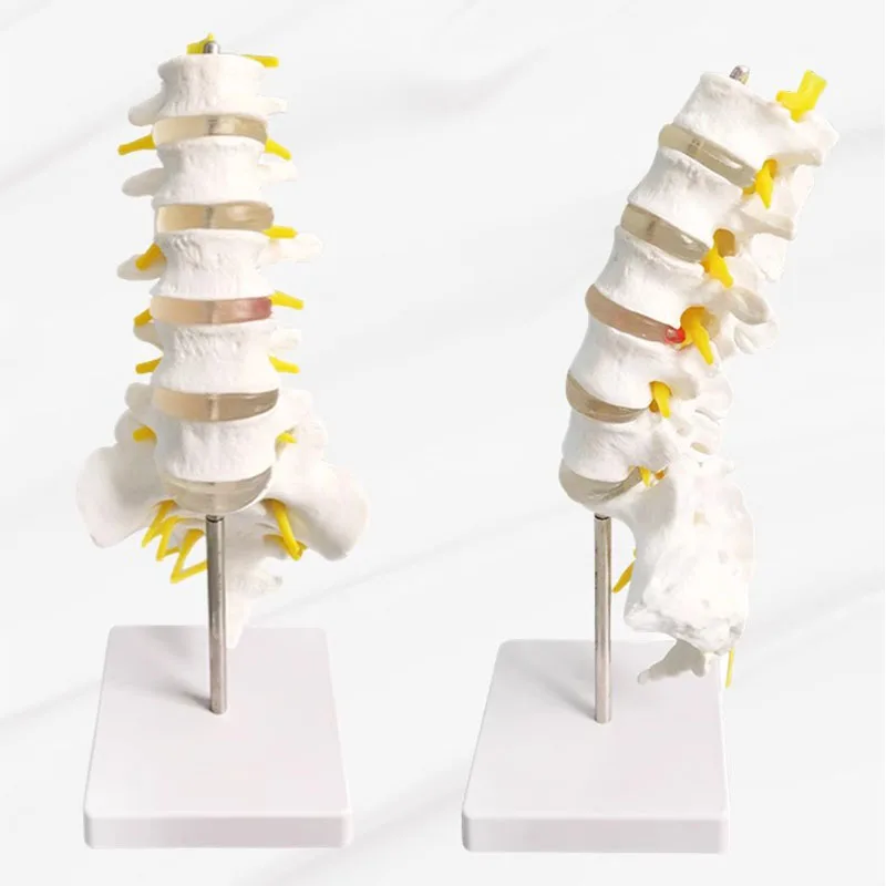 Lumbar Spine Model Life Size Human Lumbar Vertebrae Anatomy Model with Sacrum and Spinal Nerves Medical Study Teaching Tool