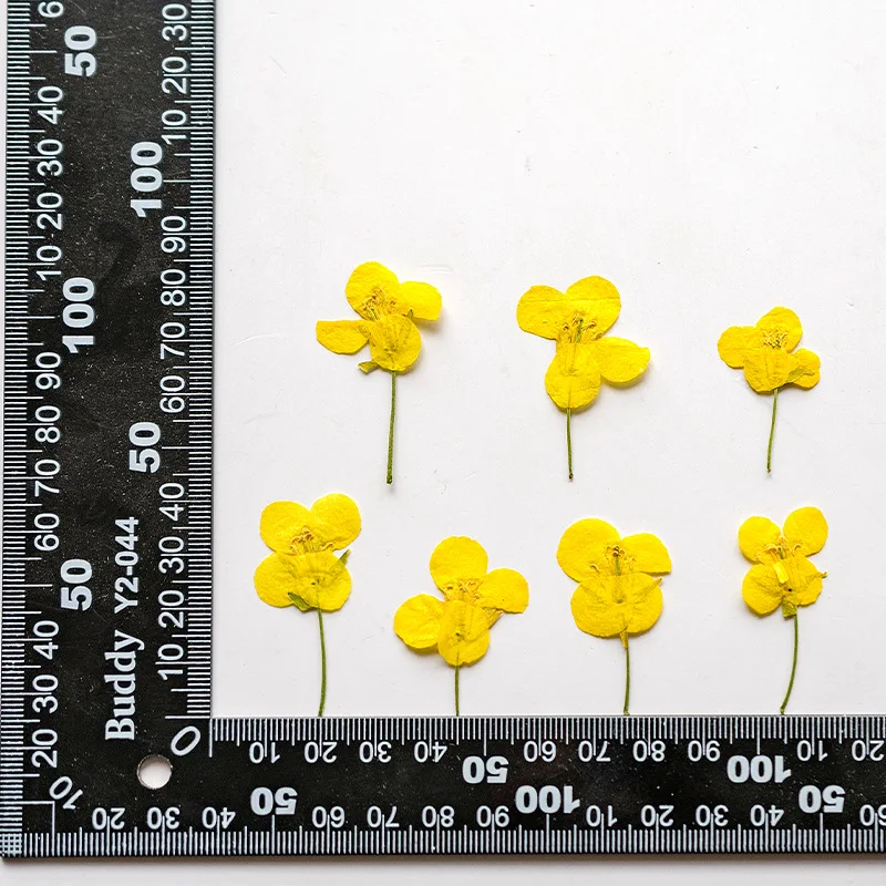 

Pressed Dried Brassica rapa var Flower Herbarium Jewelry Postcard Bookmark Frame Phone Case Face Makeup Lamp Card DIY