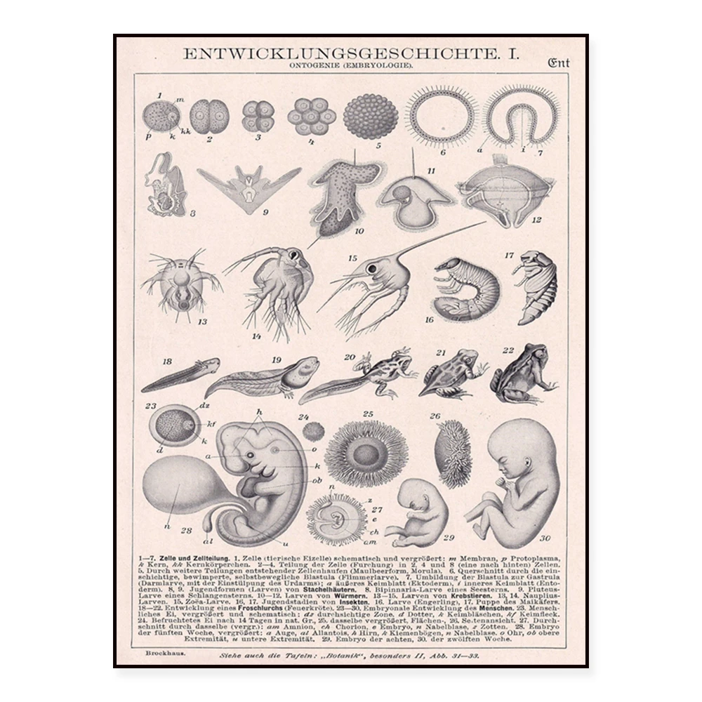 Sense Organs 1923 | 1923 old original picture print, 100 year old encyclopedia page poster, Embryology