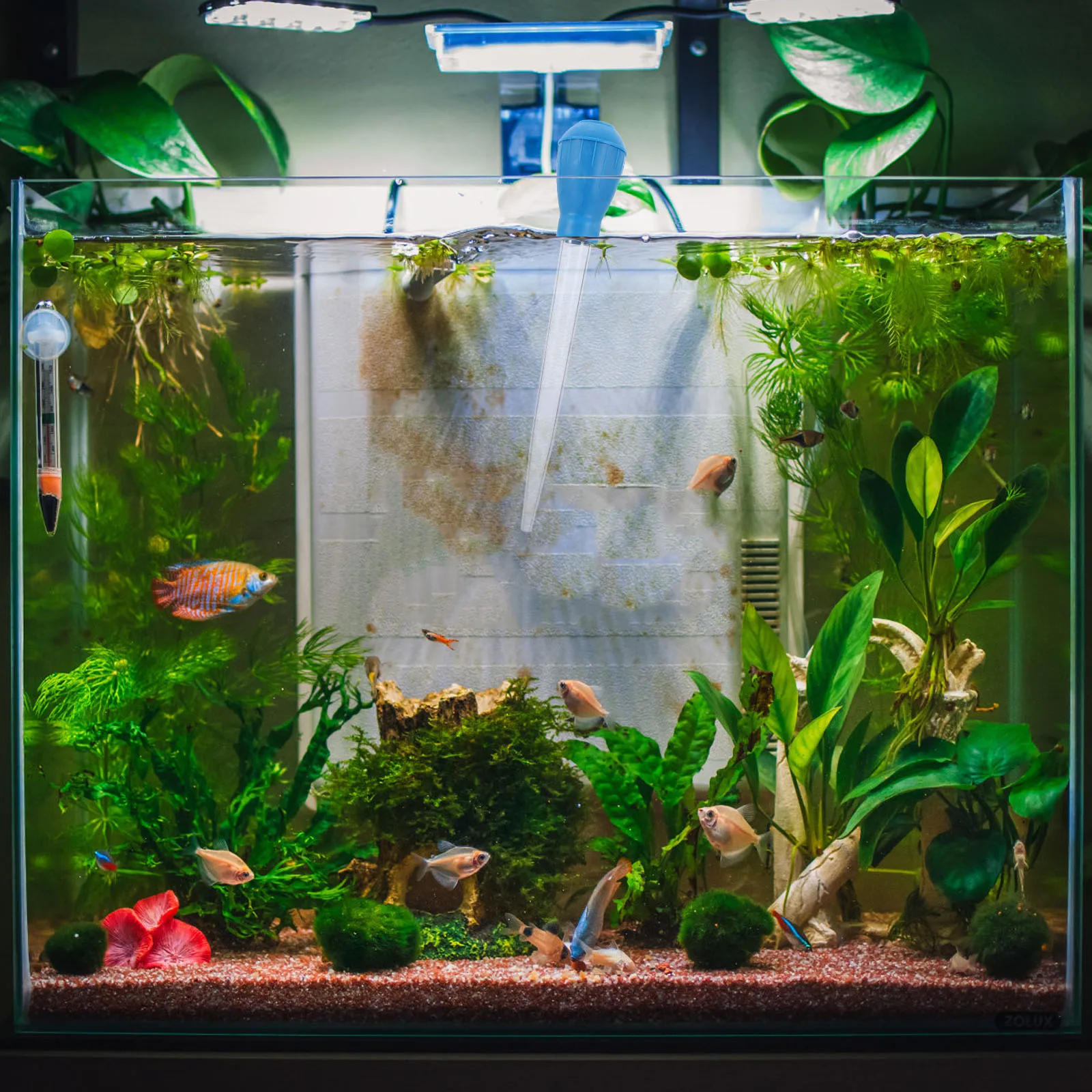 

Manual Aquarium Suction Cleaner Betta Fish Tank Waste Remover Fish Poop Dropper Acrylic Aquarium Pipette Cleaning Tool