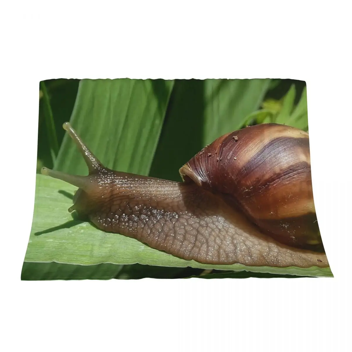 

Large Brown Snail Ahatina on Green Leaf - Funny Science Biology Gift Throw Blanket Bed heavy to sleep Blankets