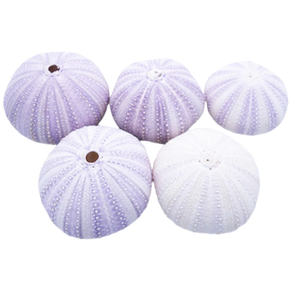 

6pcs Natural Seashell Decorations 4 6CM Sea Aquarium Fish Tank Plants nament Home Office Craft Pet Supplies