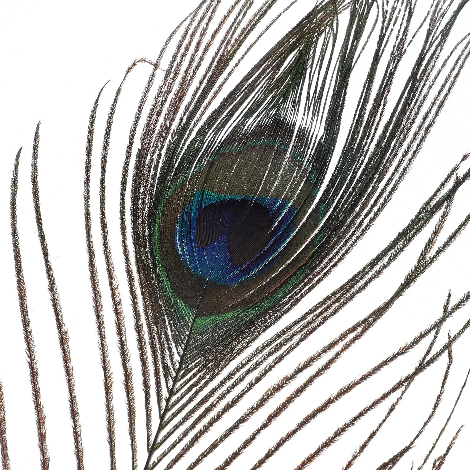 

10Pcs Natural Peacock Plumes Reliable Quality Craft Plumes for DIY Wedding Party Vase Floral Centerpieces Decor