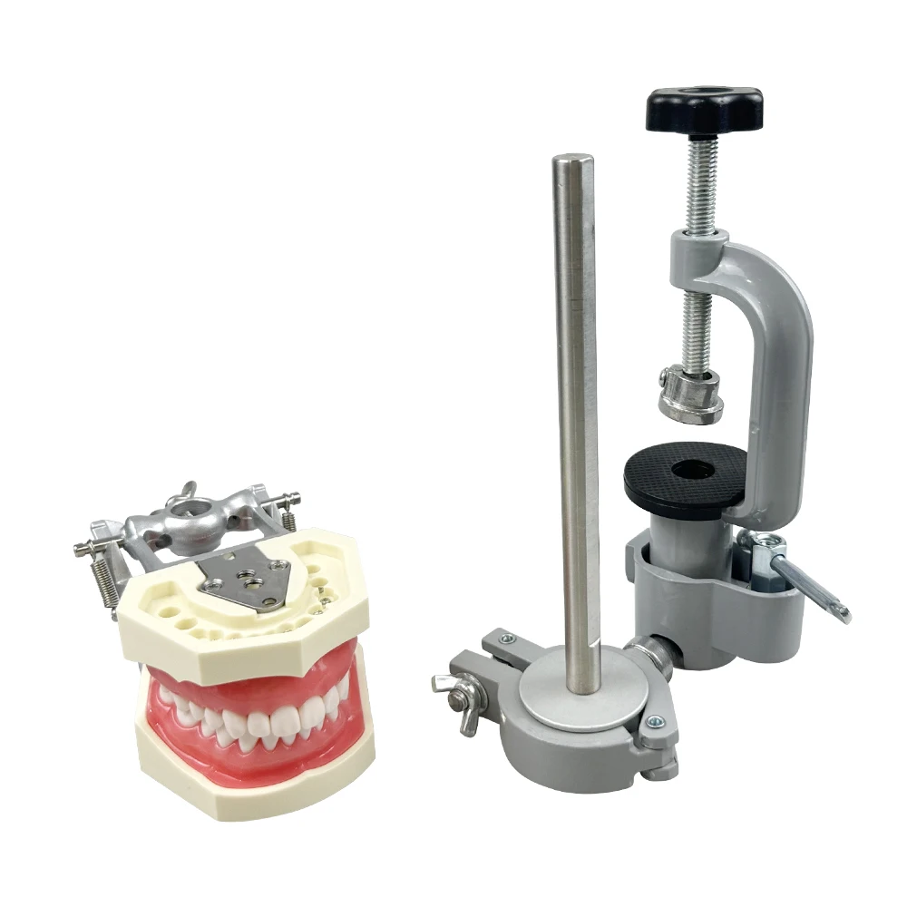 Dental Typodont Model with Removable  With Table Attachment Mounting Pole New Style Bench Mount For Dentist Education