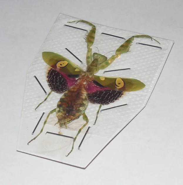 Real Insect Specimen Beetle Scarabaeidae Student Observation Teaching DIY Handicraft Collection Gift Home Decoration Taxidermy