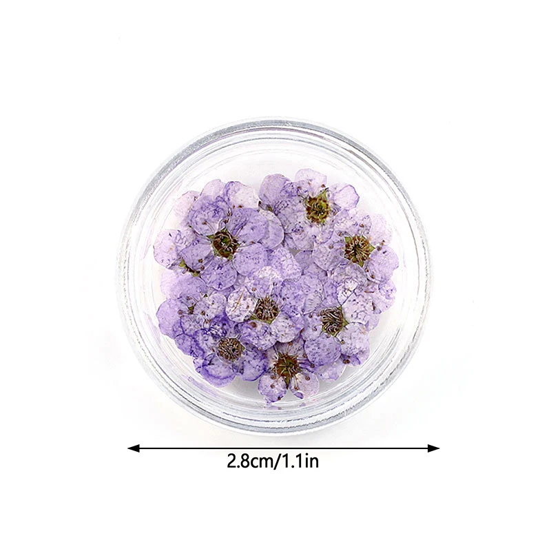 جديد 20 قطعة/صندوق ضغط المجففة النرجس زهر البرقوق زهرة ل الايبوكسي مجوهرات من مادة الراتنج صنع مسمار الفن الحرفية DIY بها بنفسك اكسسوارات