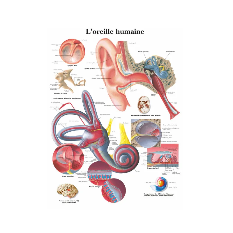 Spanish Human Ear Anatomy Anatomical Charts Posters Prints Canvas Painting Wall Art Pictures Medical Education Office Room Decor