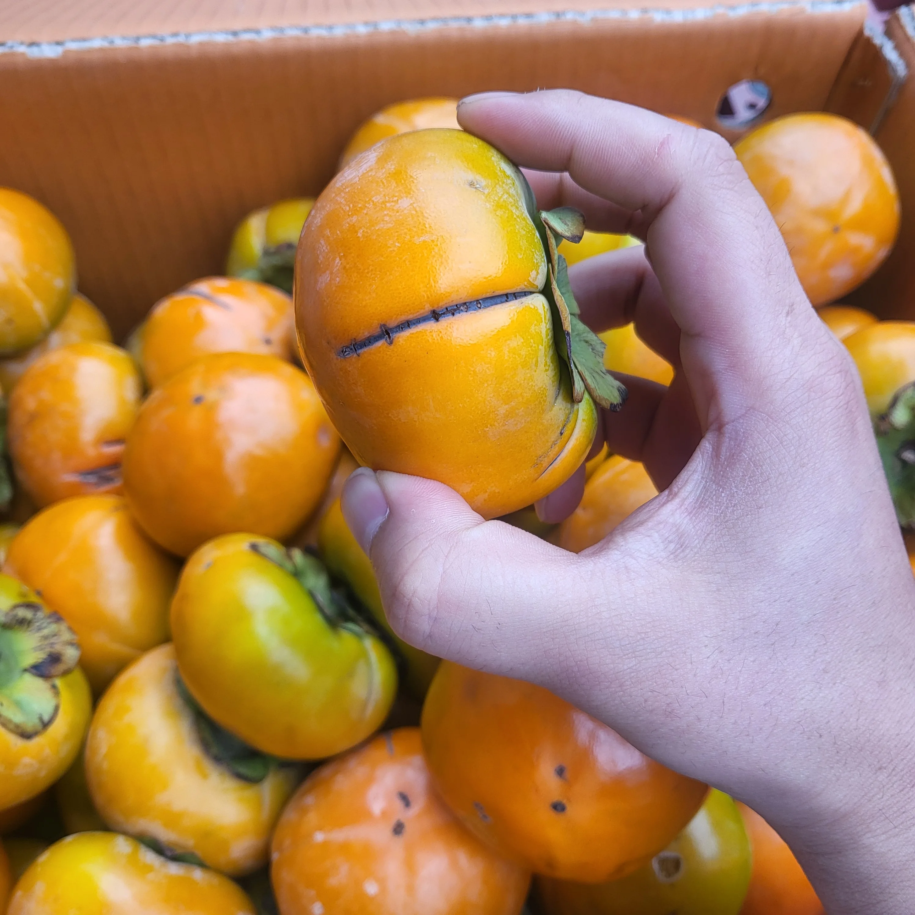 الفاكهة الموسمية الحلوة والمقرمشة للخريف/الشتاء، البرسيمون القبيح للاستخدام المنزلي [توزيع Shinheung]