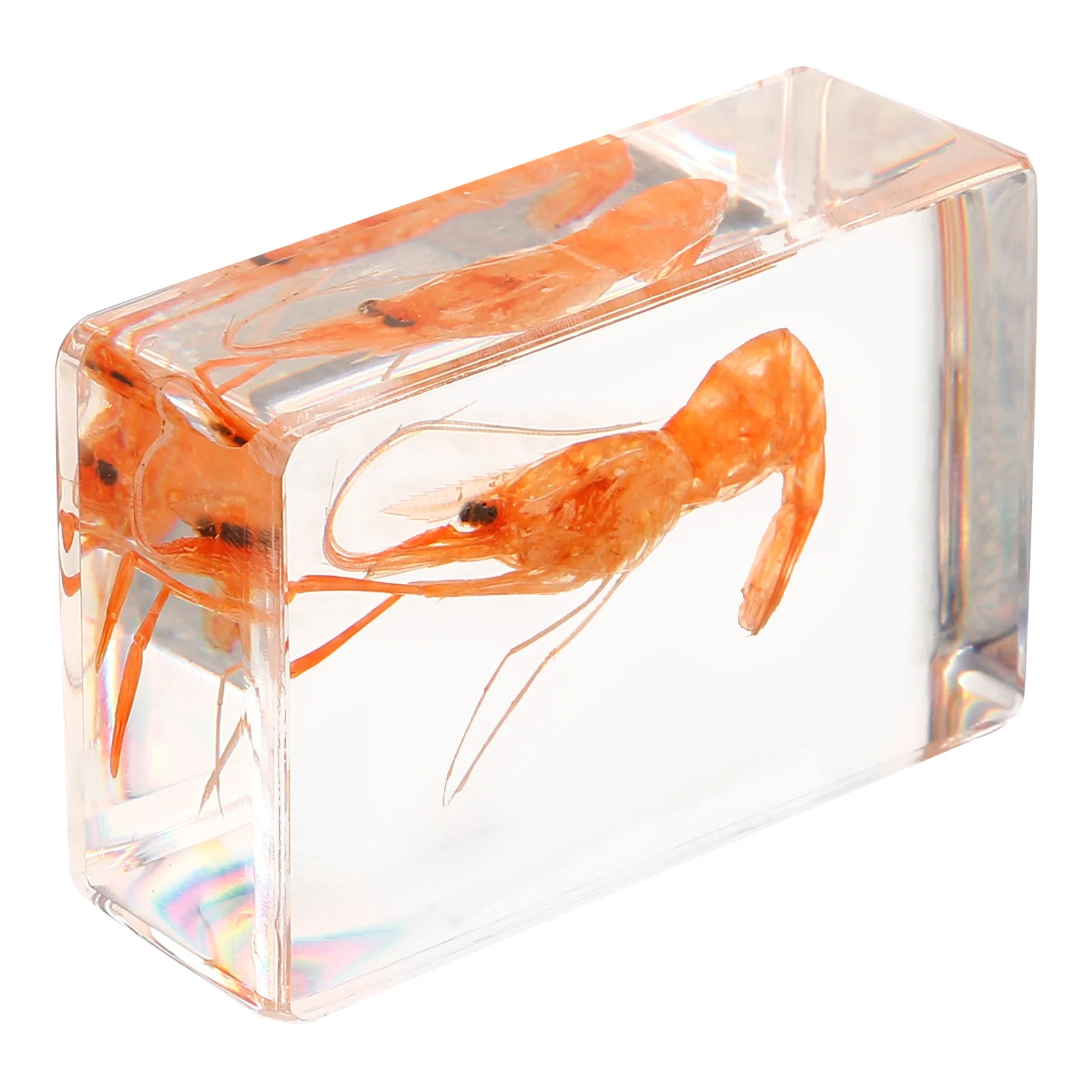 

River Shrimp Specimen Paperweight Resin Craft for Education Display Shrimp Specimen Collection Decorative Resin Crafts Long