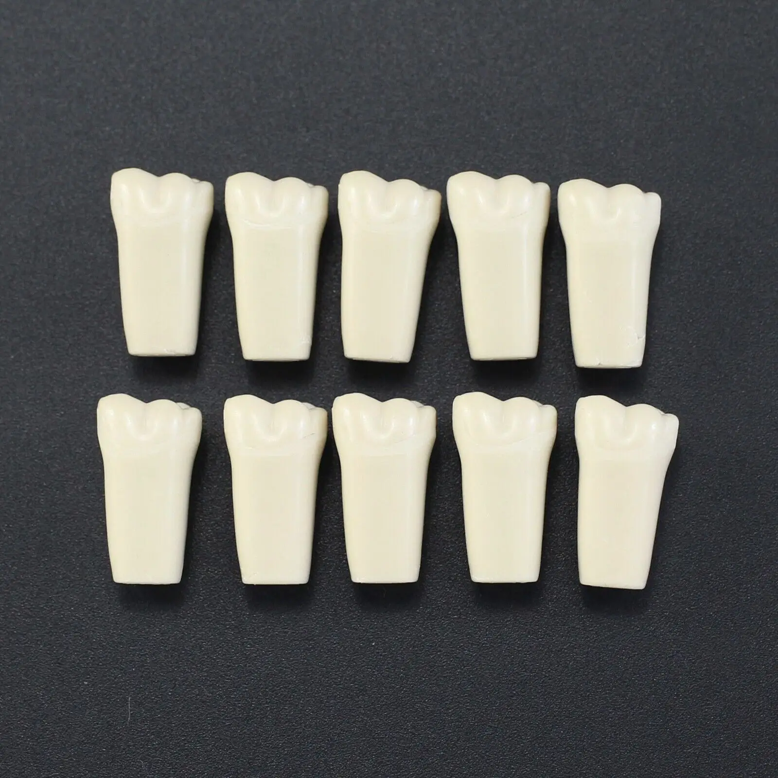 Dental Typodont Columbia Dentoform 860 Type 32 Teeth Removeable Dental Practise Typodont Teeth Model