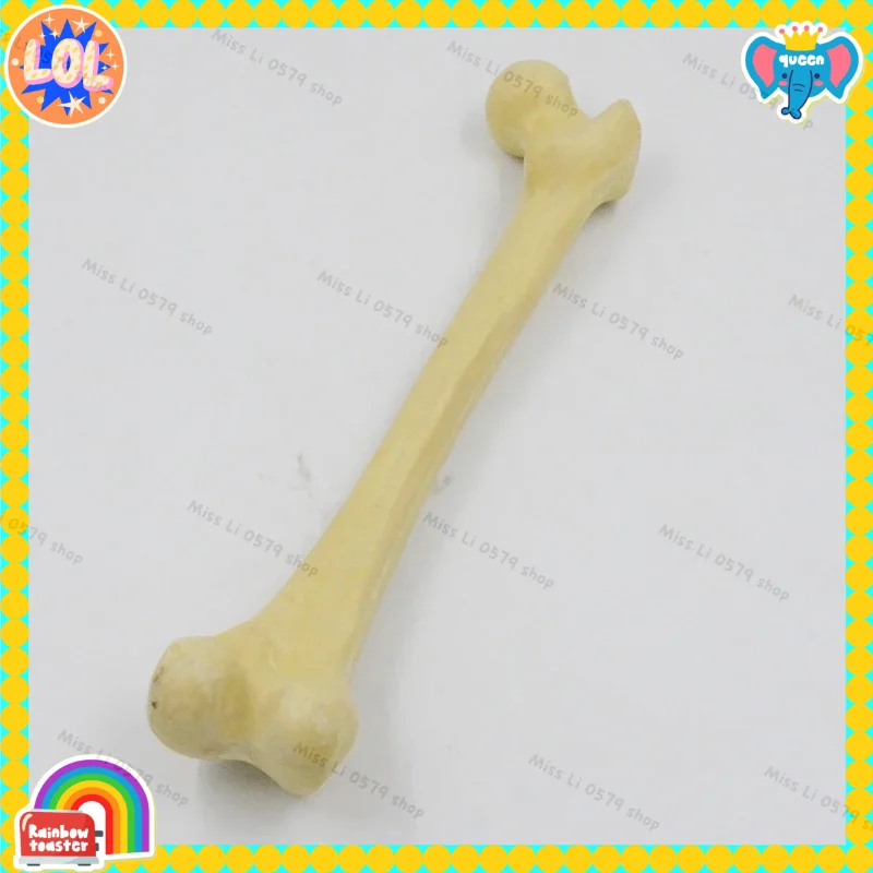 

2026new 1:1 human simulated skeleton femoral head thigh bone limb bone long bone medical teaching model