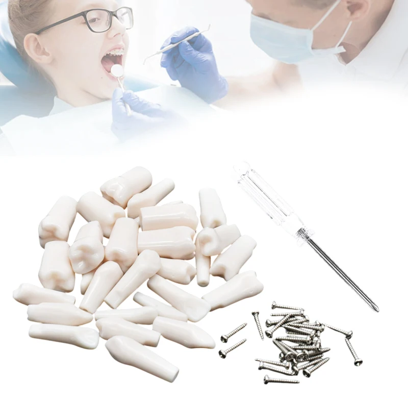 Hot 28/32pcs Dental Typodont Teeth Model Removable Individual Screw-in Resin Training Aid Denture Practice Replacement Tooth