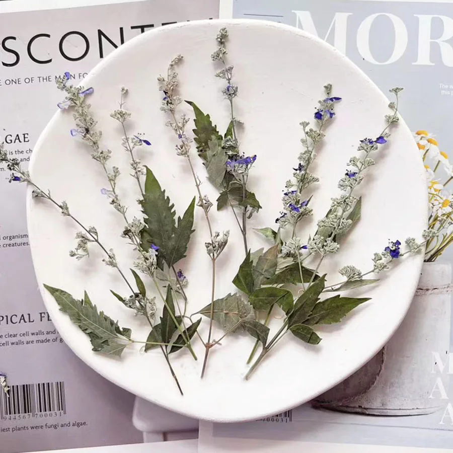 60 uds. Herbario de planta de tallo de flor de Vitex Agnus-castus prensado seco para joyería marcapáginas funda de teléfono postal álbum de recortes DIY