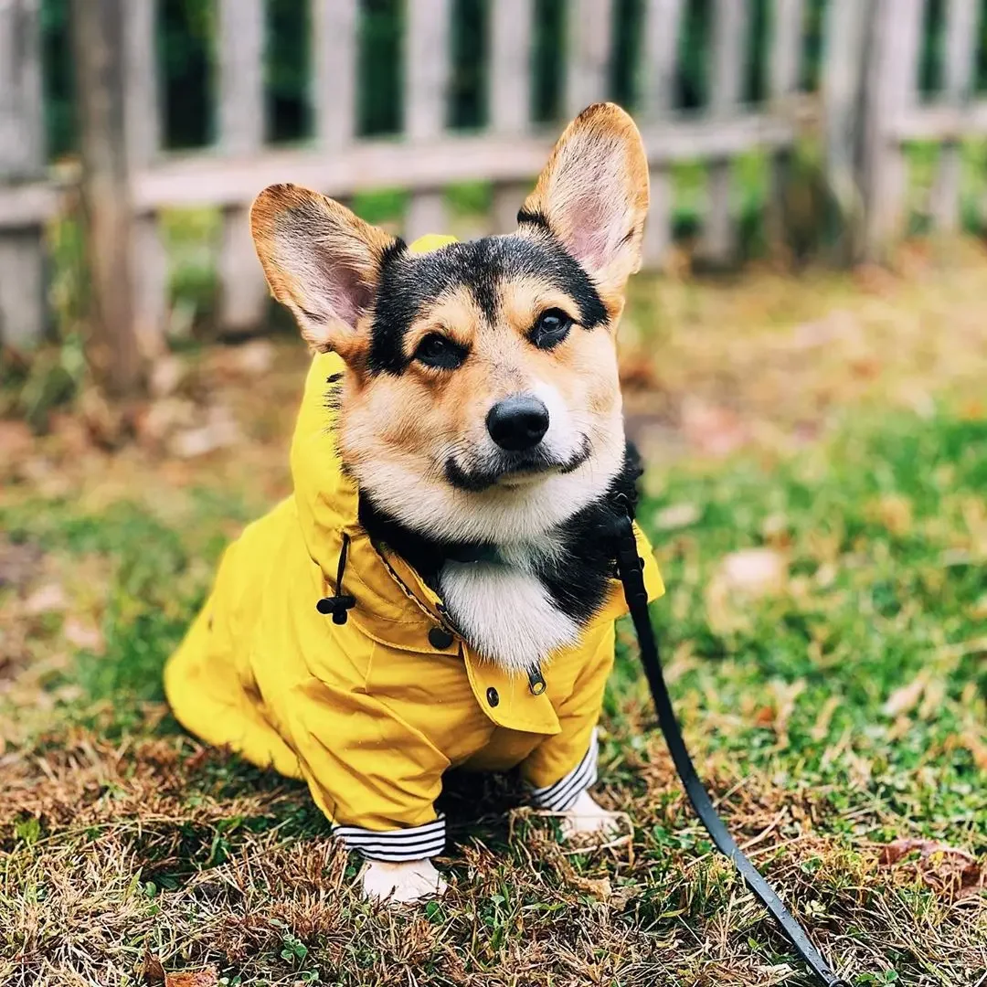 Fashion Raincoat For Dogs Waterproof Raincoat Jacket Coat Windproof For Small Medium Large Dogs Pet Fashion Clothes