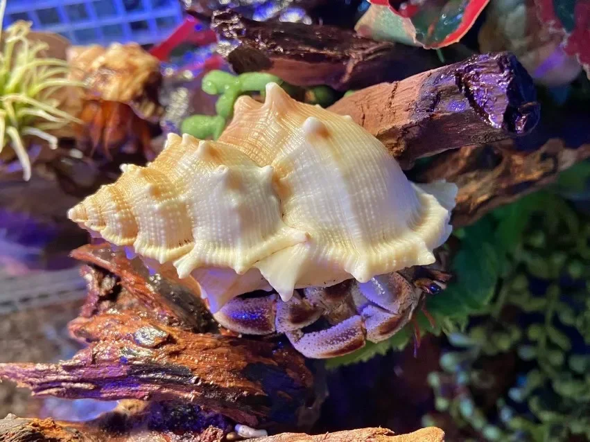 2PC Natural Conch Horn Seashell Sea Shells Home Decoration Accessories Aquarium Decoration Marine Ornament Coquillage Decoration