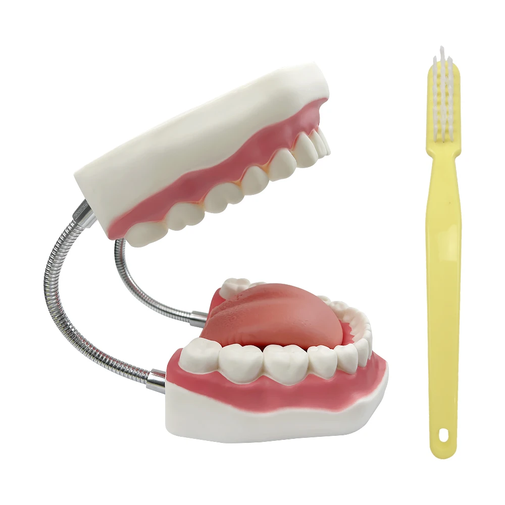 6 Times Big Mouth Model With Teeth And Tongue Large Dental Model With Toothbrush Tooth Brushing Study Model For Teaching Display