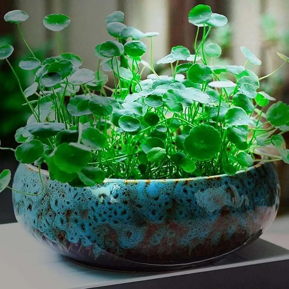 Lotus Kom Planter Opening Keramische Lotus Bloempot Geglazuurde Goudvis Kom Bonsai Kom Lotus Pot Voor Hydrocultuur Planten Narcis