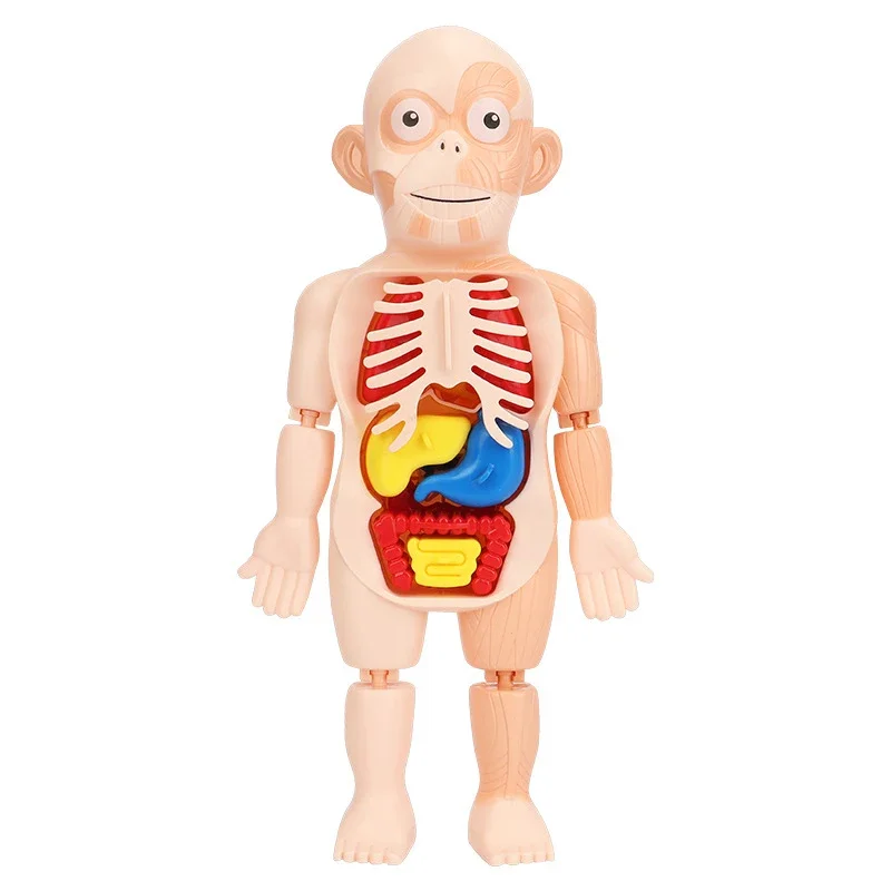 Juego de 15 Uds. De juguetes Montessori para niños, educación científica, modelo de anatomía de órganos del cuerpo humano, juguetes médicos ensamblados DIY, herramientas de enseñanza