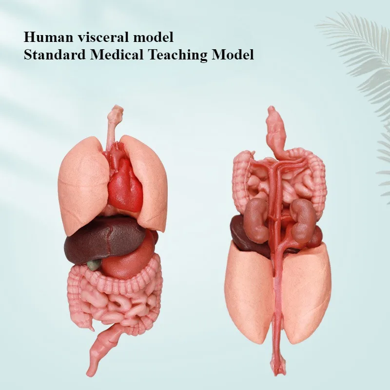 

Медицинское обучение печени, селезенки, легенд, нирок и желудочно-кишечных структуры в моделях человеческих органов Модель человеческого тела