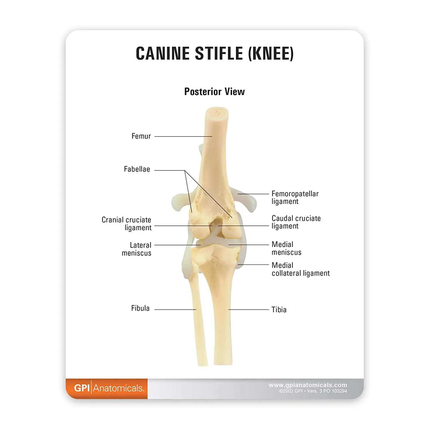 Modelo de articulación de rodilla, réplica de anatomía del cuerpo Animal, codo de perro Normal para Oficina Veterinaria, herramienta educativa anatómica