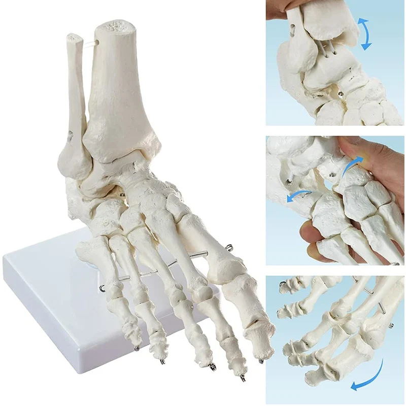 実物大足足首関節解剖学的骨格モデル医療ディスプレイ研究教育ツール