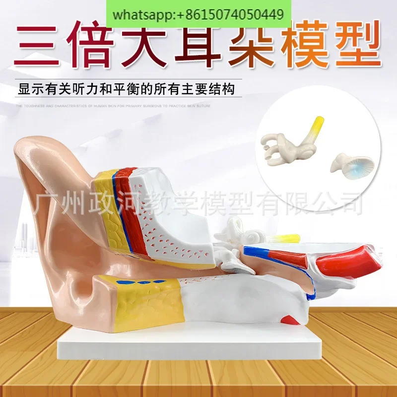 New type of large ear anatomical model: 2 pieces of 3x enlarged ear anatomical model