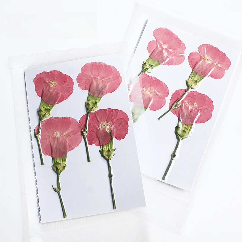 Natur geprägte Polystyrol Nelke, neue primäre getrocknete Blume DIY Epoxy Handytasche Blumen Lesezeichen Hochzeitsdekoration, 4 Stück – Detail 8