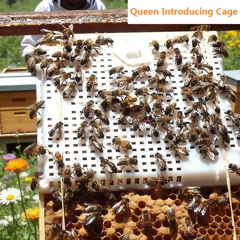 

Queen Introducing Cage 5PCS Plastic Queen Rearing Introduction Cage Intro Cage Queen Bee Isolation King Cages Beekeeping Tools
