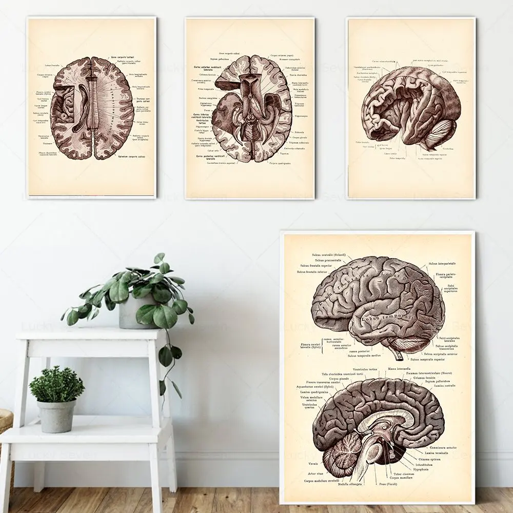 Vintage Menschlicher Kopf Anatomie Kunst Poster Medizinische Wand Bild Gehirn Neurowissenschaften Leinwand Malerei Druck Arzt Büro Klinik Deko
